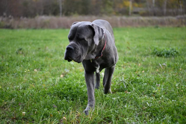 Cane Corso akimirka 15
