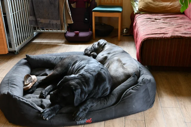 Cane Corso akimirka 17