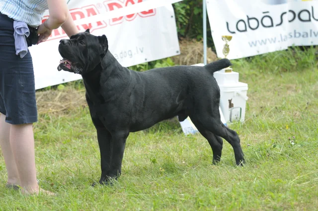 Cane Corso akimirka 60