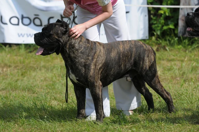 Cane Corso akimirka 68