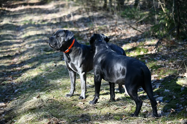 Cane Corso akimirka 24