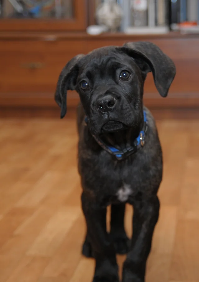 Cane Corso akimirka 38