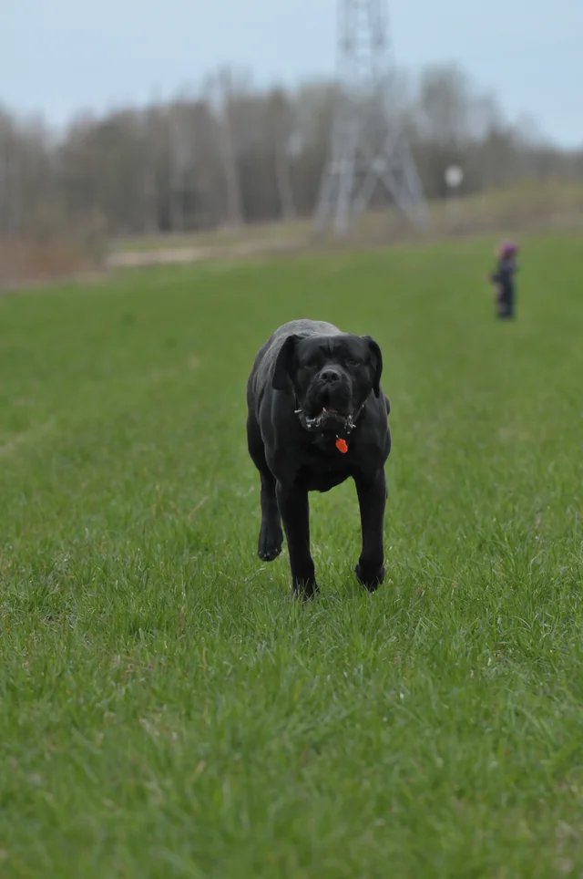 Cane Corso akimirka 52