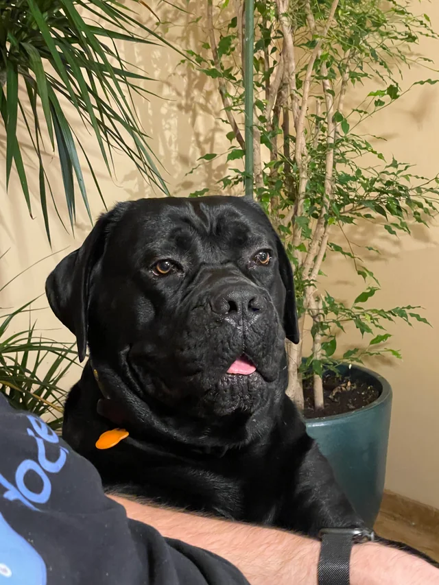 Cane Corso akimirka 46