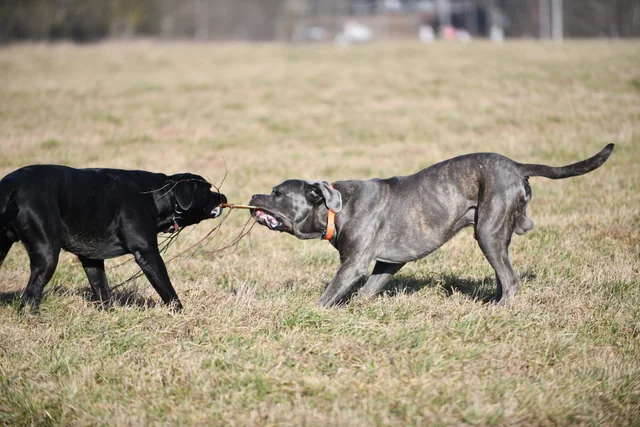 Cane Corso akimirka 31