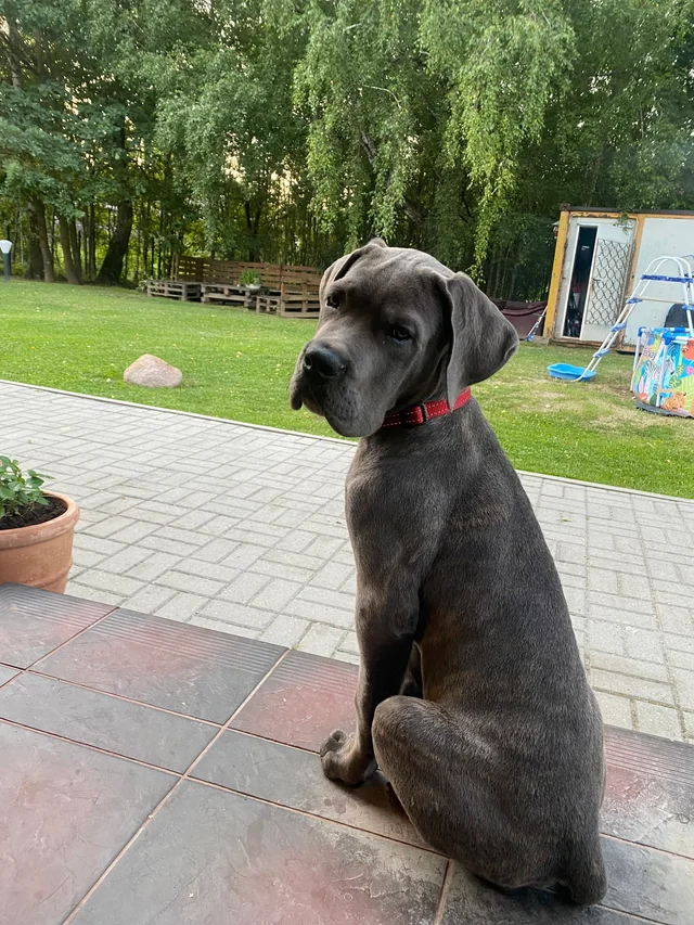 Cane Corso akimirka 49