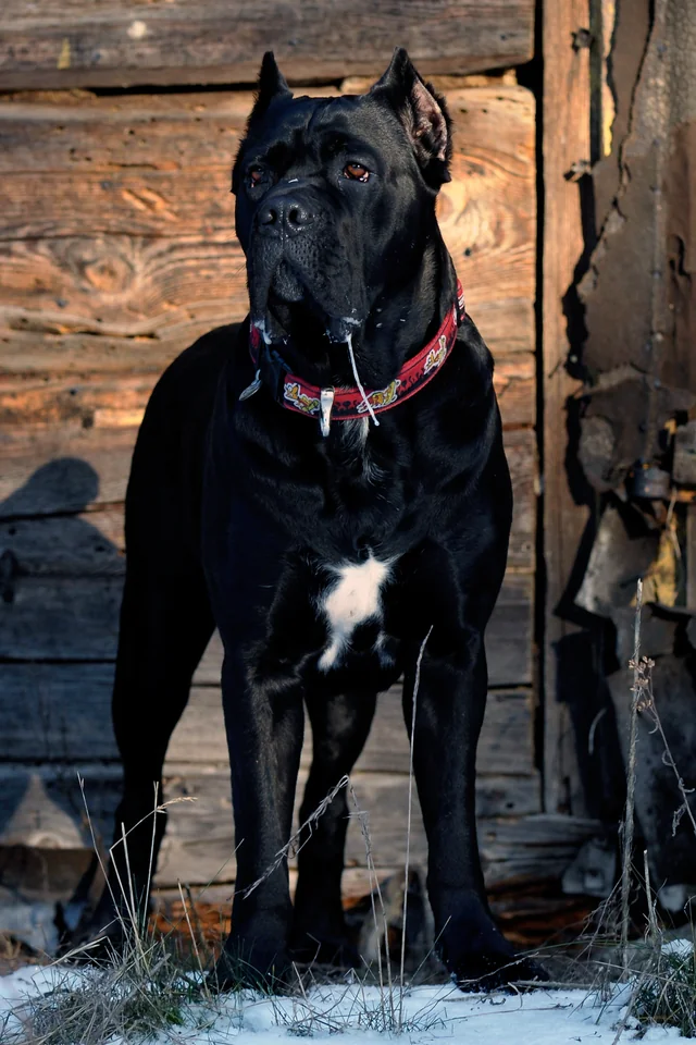 Cane Corso akimirka 1