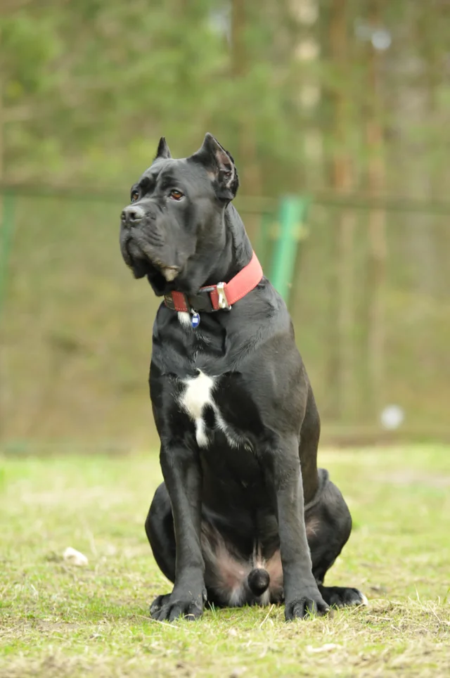 Cane Corso akimirka 7