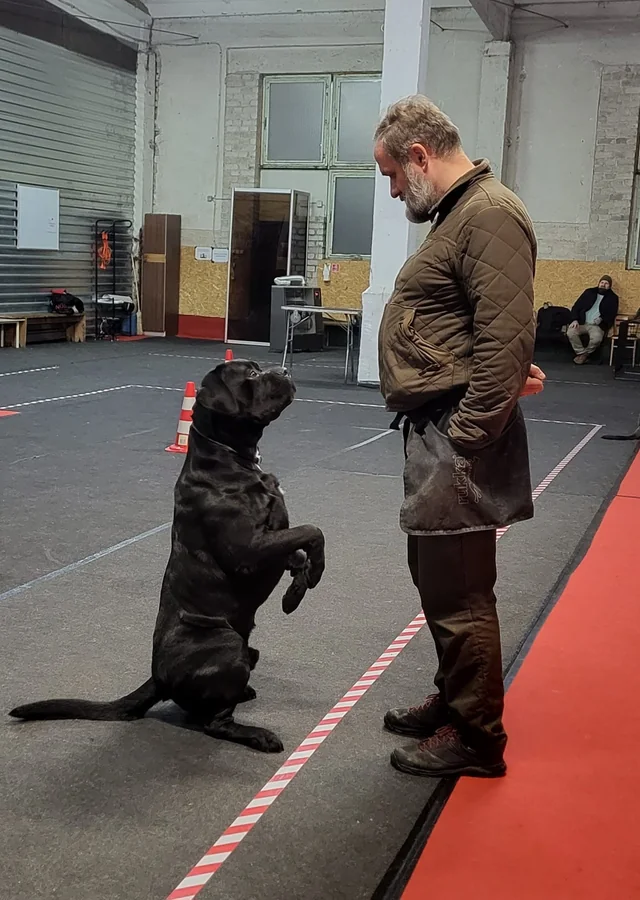 Cane Corso akimirka 40