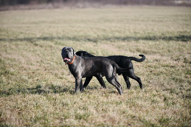 Cane Corso akimirka 33