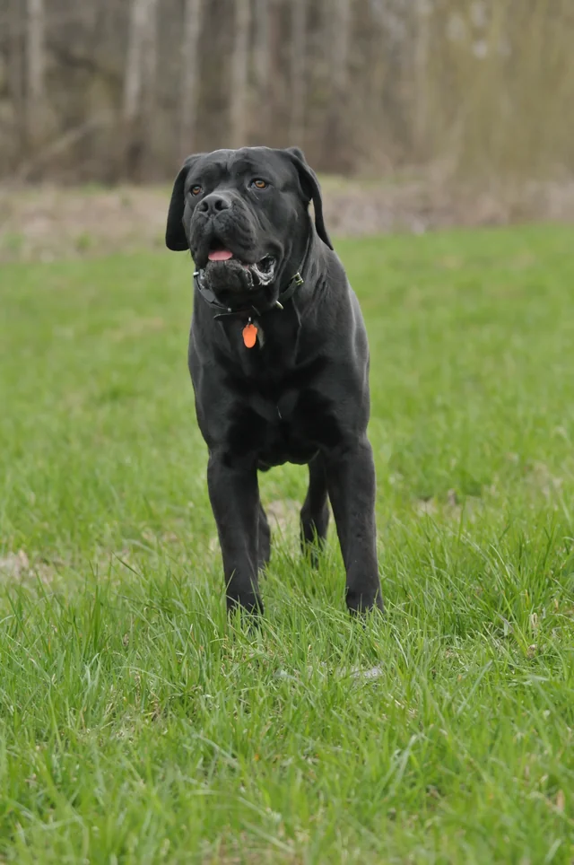 Cane Corso akimirka 50
