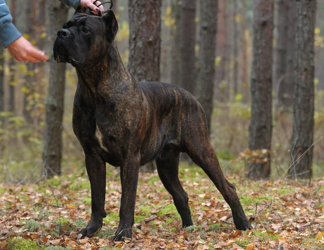 Cane Corso akimirka 56