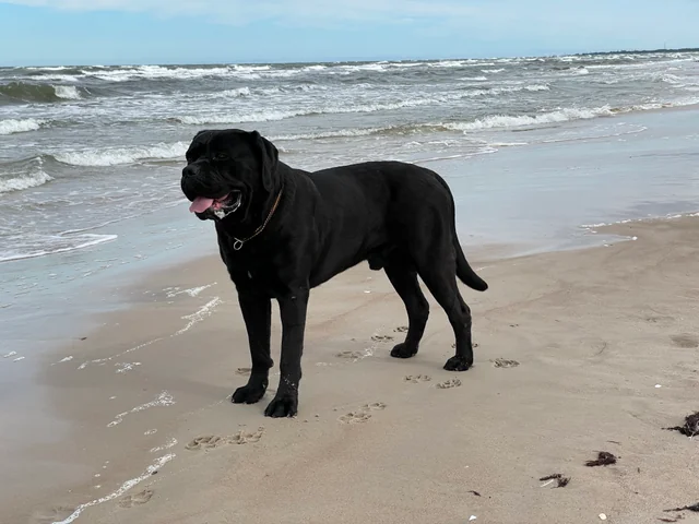 Cane Corso akimirka 47