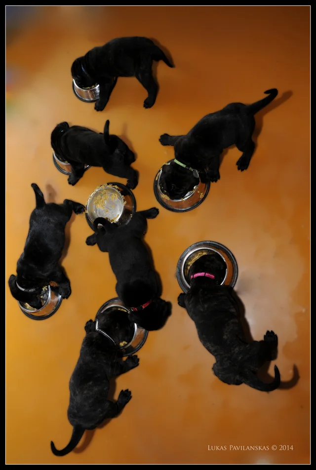 Cane Corso akimirka 76