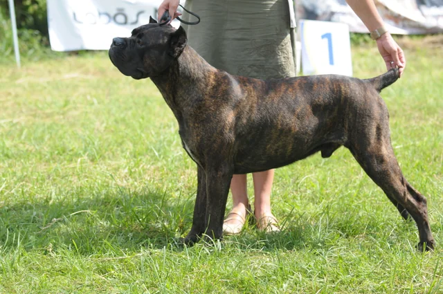 Cane Corso akimirka 69