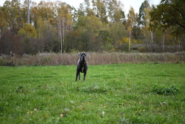 Cane Corso akimirka 14
