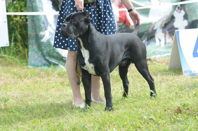 Cane Corso akimirka 67
