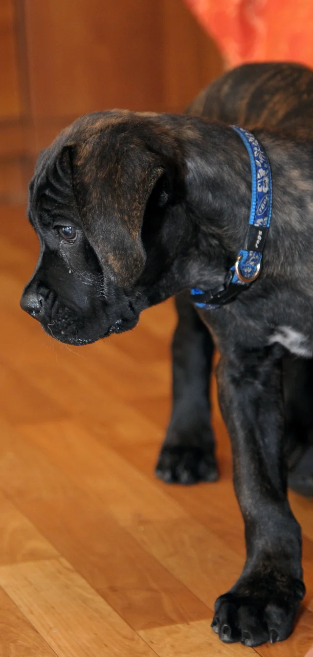 Cane Corso akimirka 4