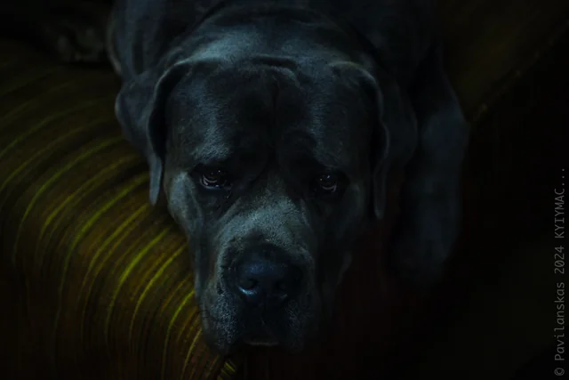 Cane Corso akimirka 10