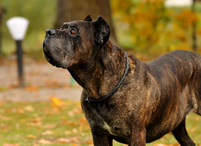 Cane Corso akimirka 39