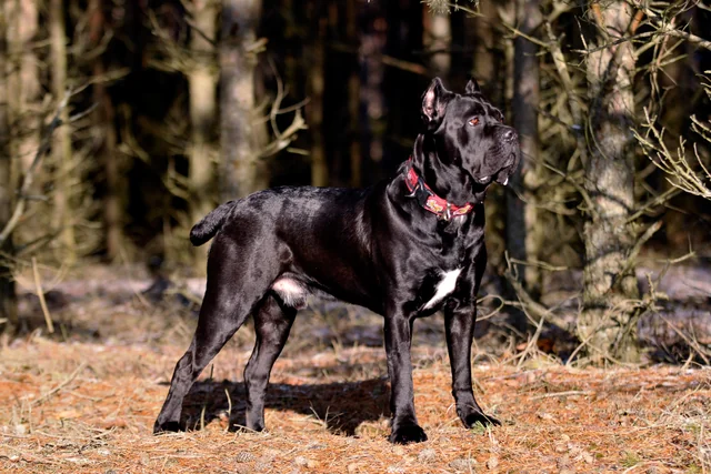 Cane Corso akimirka 13