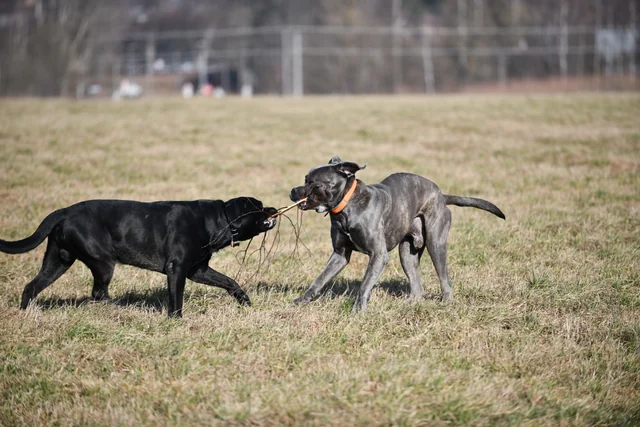 Cane Corso akimirka 32