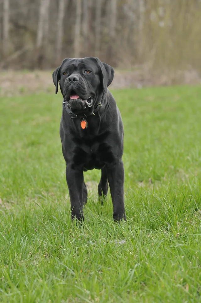 Cane Corso akimirka 51